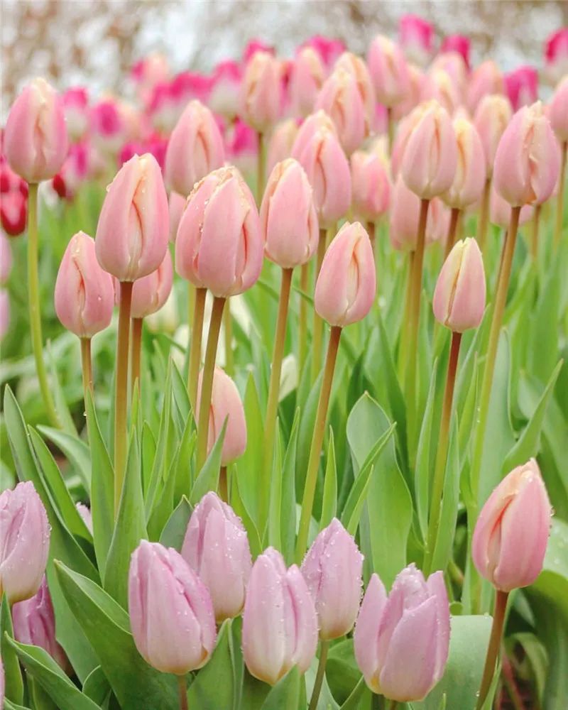 美图| 郁金香花开成海,美呆了!