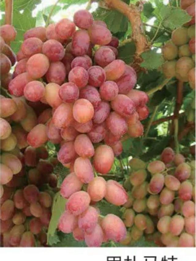 葡萄树栽培技术 适合促成栽培的品种介绍 二
