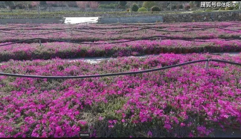 信阳平桥彭家湾乡人口_信阳彭家湾植物园名称(3)