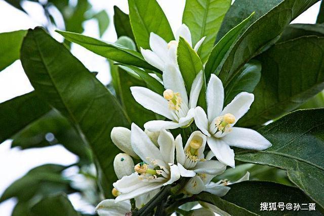 现在正是芒果开花的时候,它的花很小很密,全都长在一根枝条极其分枝