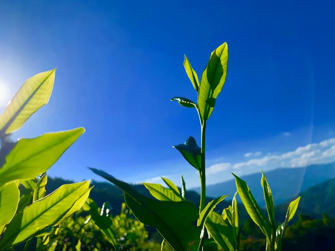 春天的味道一封大山里的来信