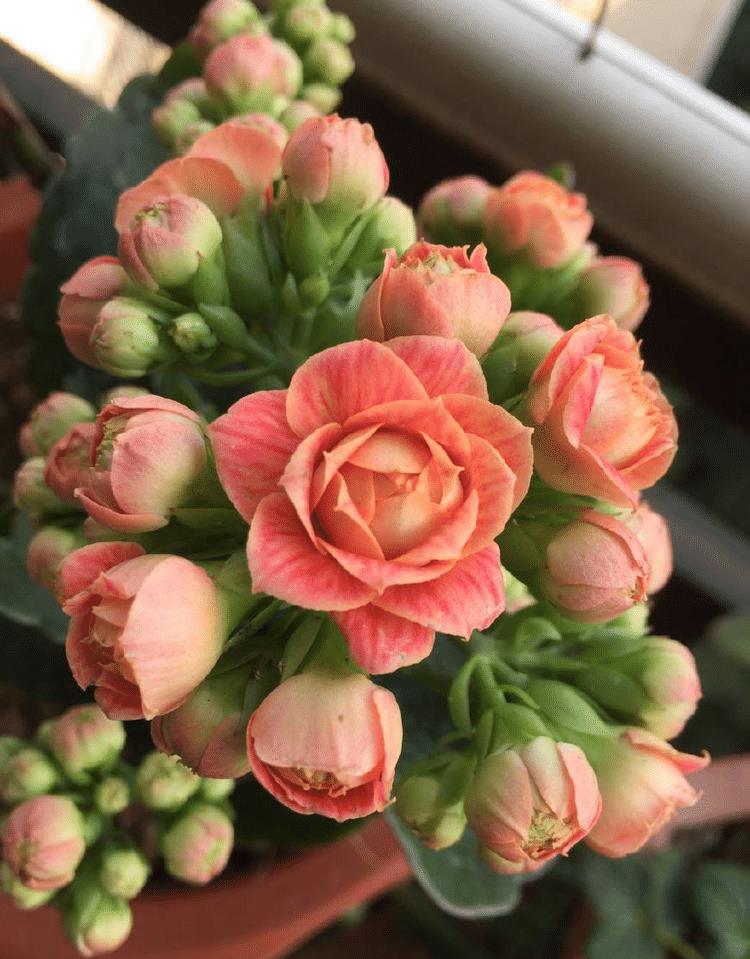 5种非常优秀的"长寿花"品种,个个"美如画",而且还容易