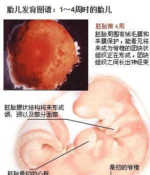 怀孕初期的3个月:胎儿发育的过程及b超所见