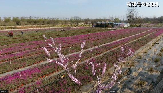 信阳平桥彭家湾乡人口_信阳彭家湾植物园名称