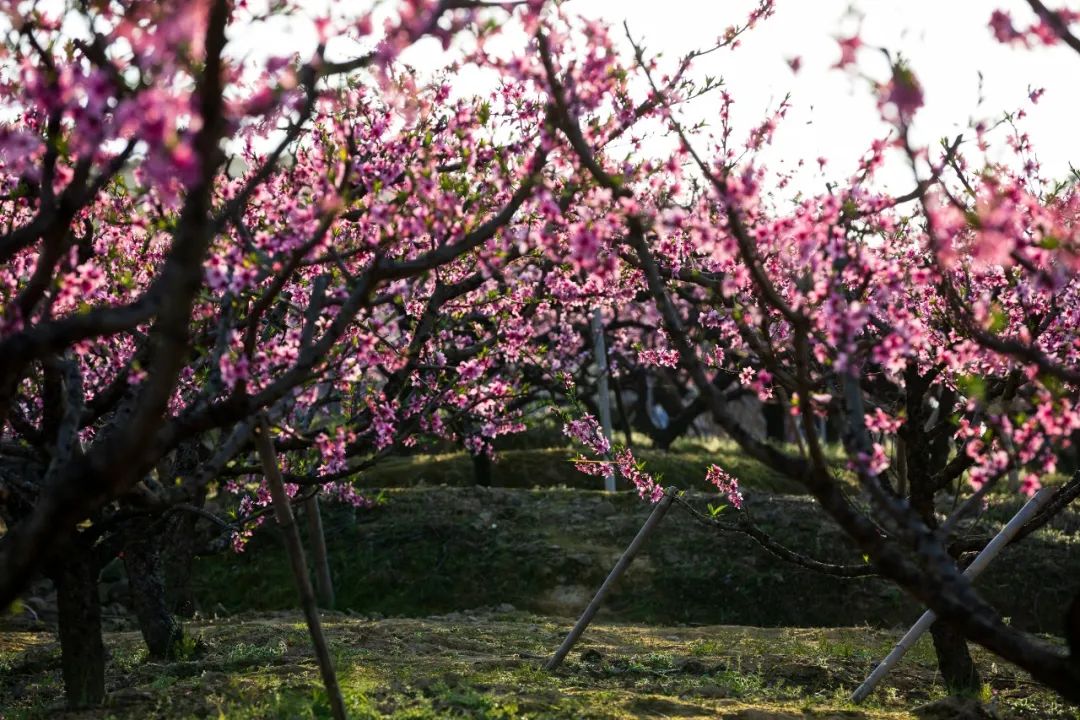桃树枝干也很漂亮,粗糙而又有质感,与桃花相辅相成,就这么在中国山水