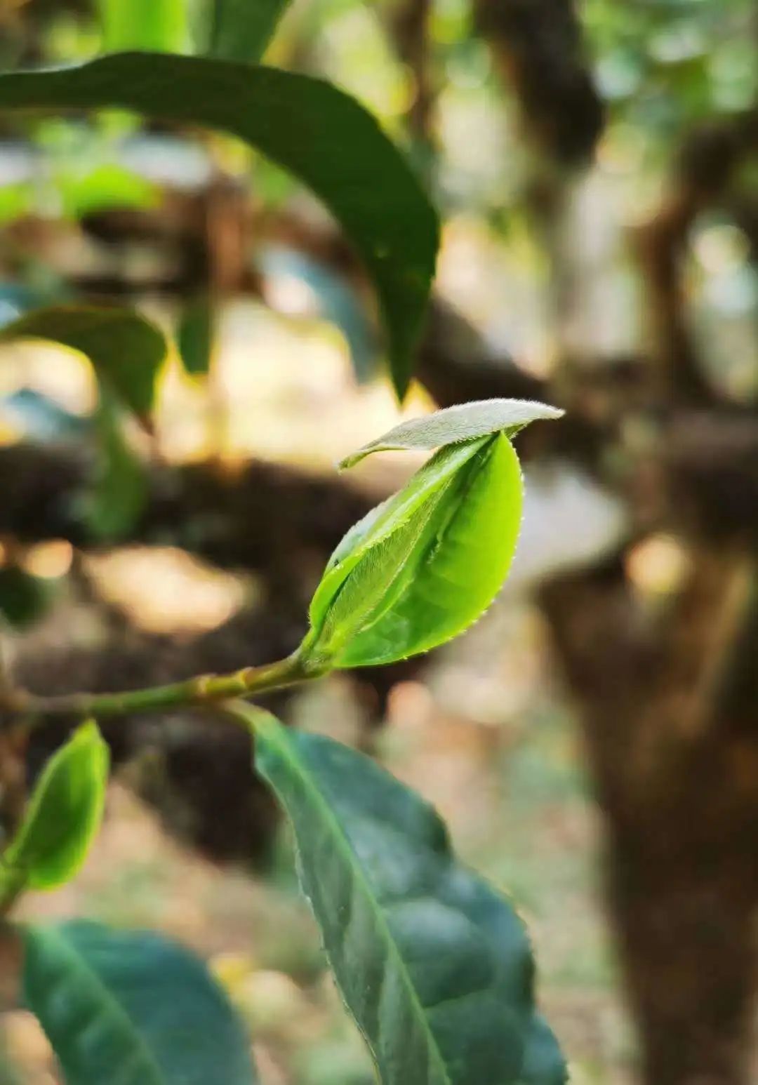 茶界百科22 ▏茶树生物学性状— 展叶期