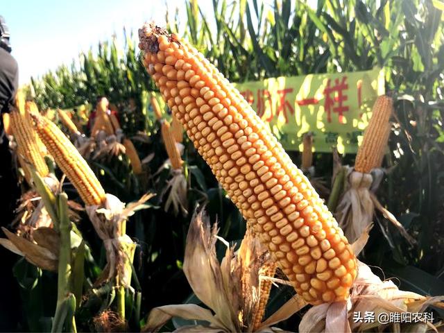 又一个抗倒,大穗玉米新品种通过审定,黄淮海最高亩产2048.4斤