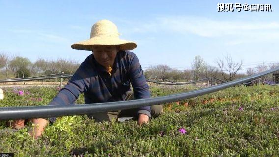 信阳平桥彭家湾乡人口_信阳彭家湾植物园名称(3)