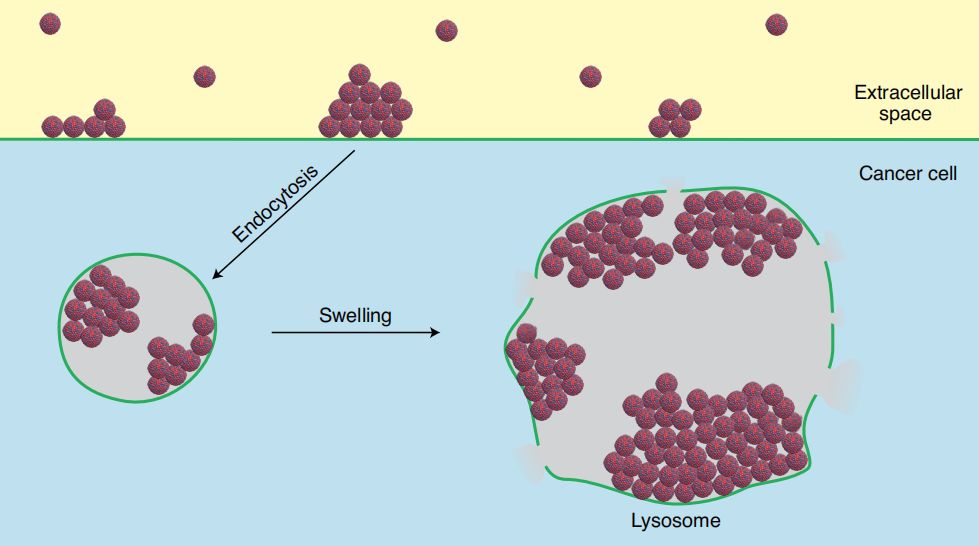 无需任何抗癌药物纳米颗粒精准靶向溶酶体让癌细胞从内部崩溃