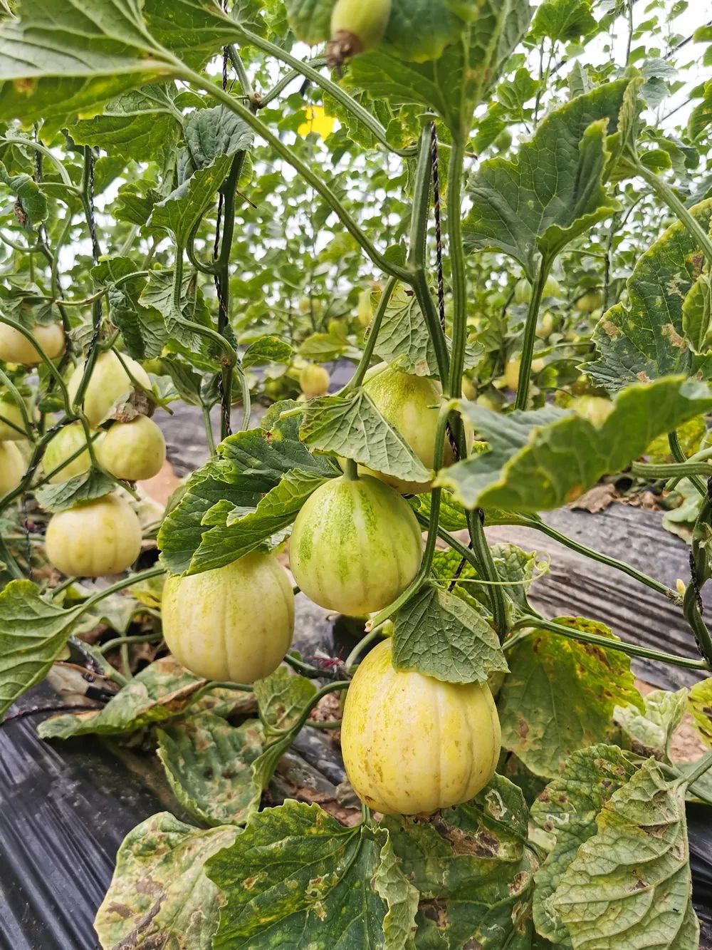 赤峰本地大棚的  头茬香瓜熟啦  绿色大棚种植 不打农药,没上化肥