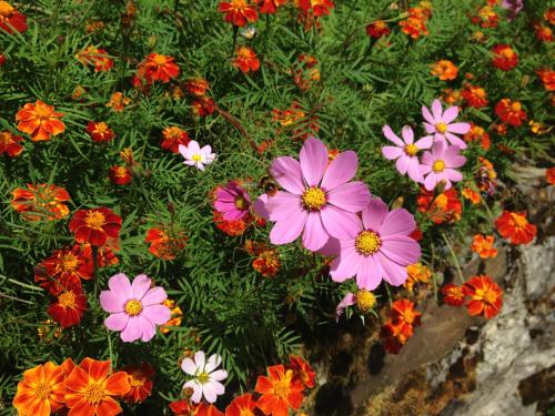夏天有什么花草 a58346b02a6e4df09fa59c6c035d63a1.jpeg