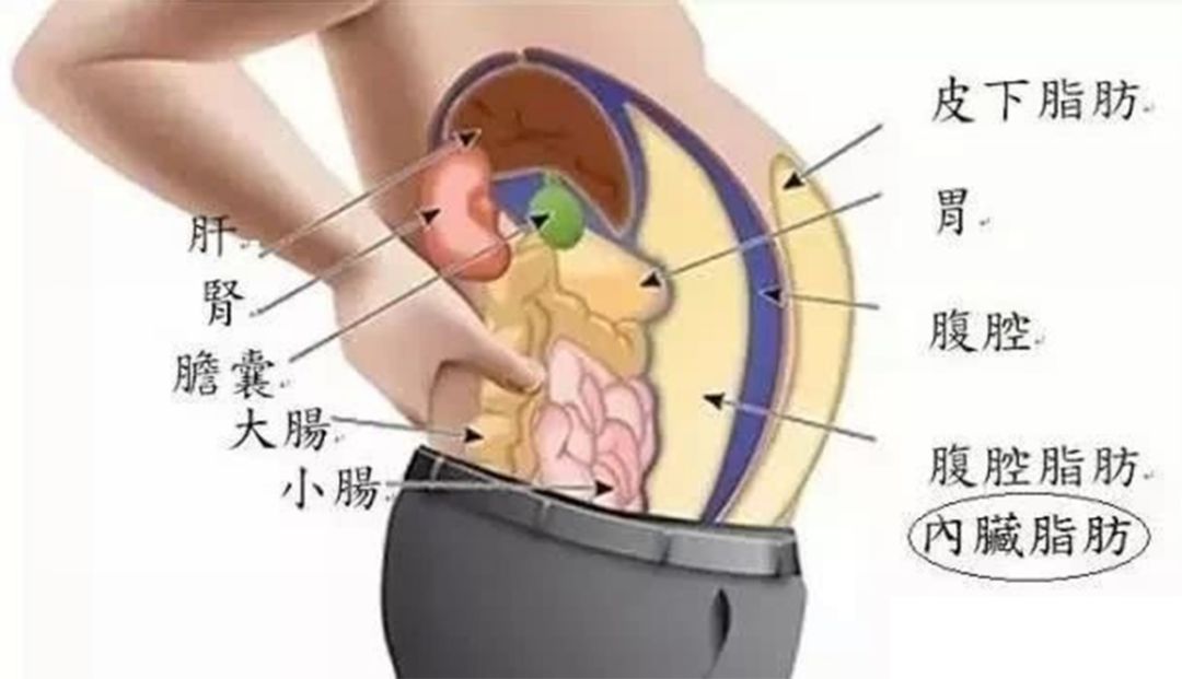 什么叫代谢不好 a60b6d18f46149738718fc2d58678ec4.jpeg