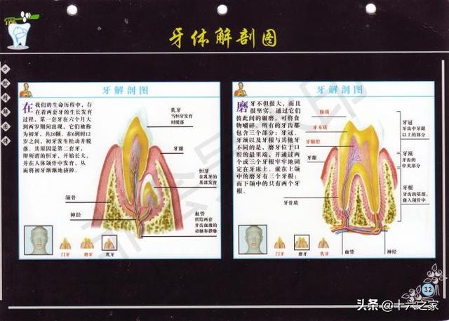 口腔精解图解