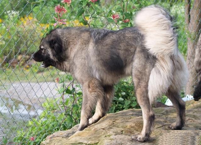 原创混血的中国山犬可击退凶残的狼群也可猎杀彪悍的野猪