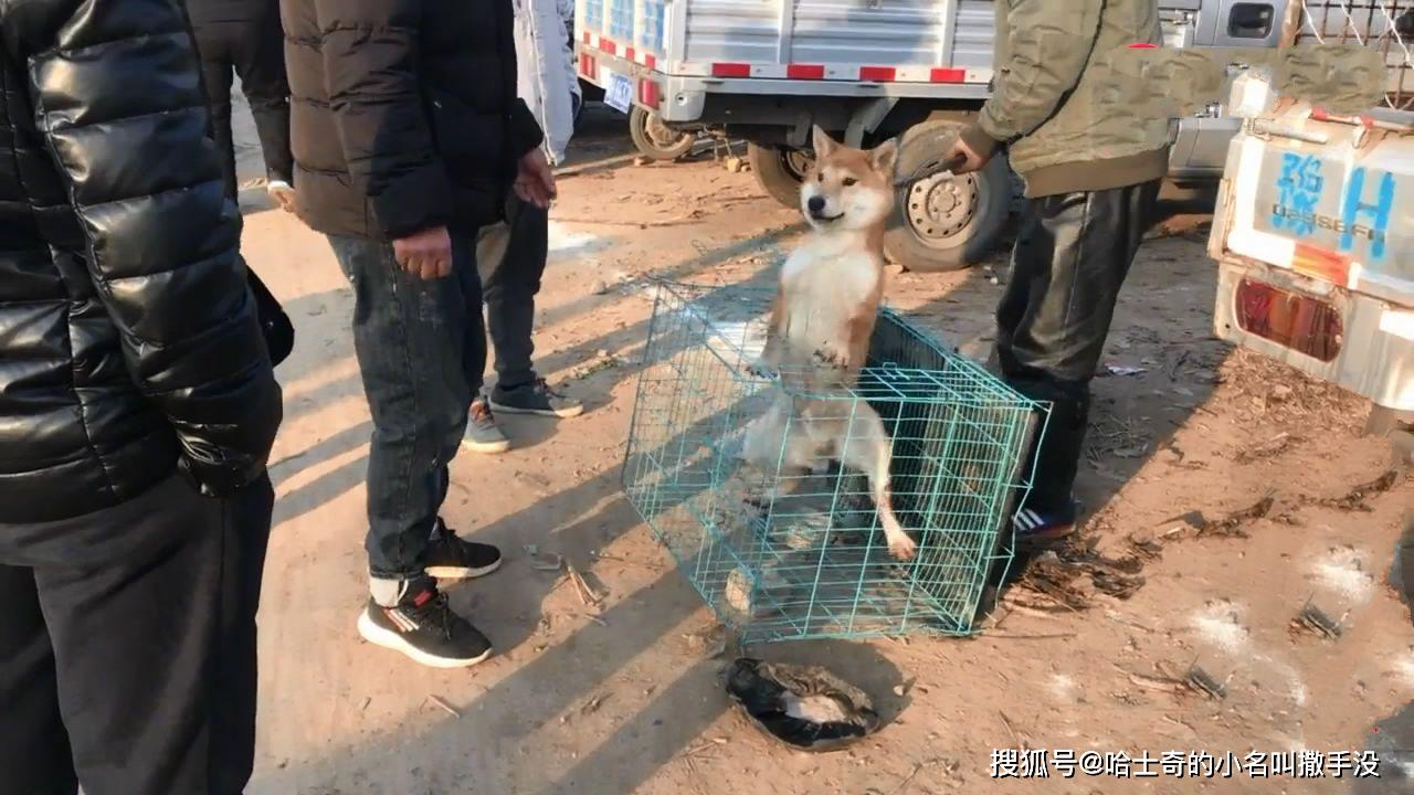 这么大只的柴犬被送上了狗肉车本来觉得可怜问了原因表示理解