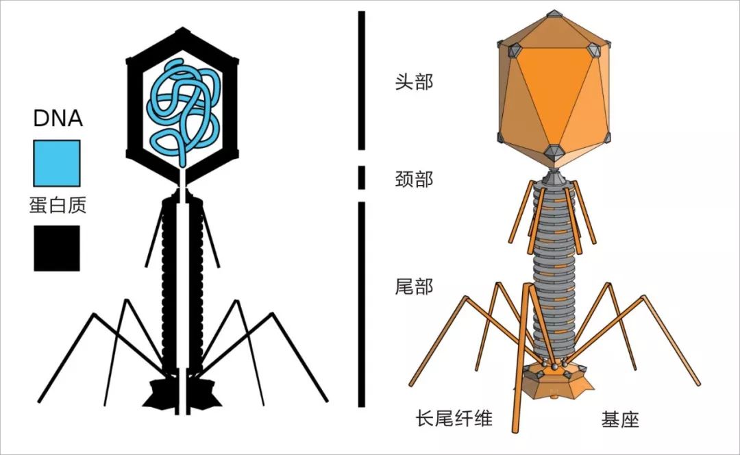 接着将噬菌体用来感染细菌,再将细菌与噬菌体外壳利用离心机分离.