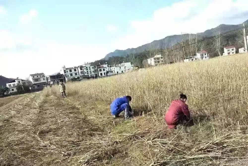 宜黄县有多少人口_宜黄至洛口有多少公里(3)