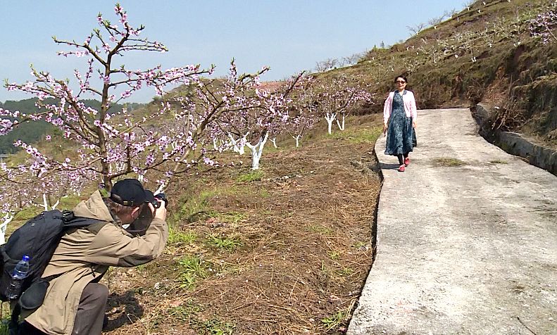 花海间尽情享这阳春三月的美丽春景自驾路线导航搜索金凤村桃花基地