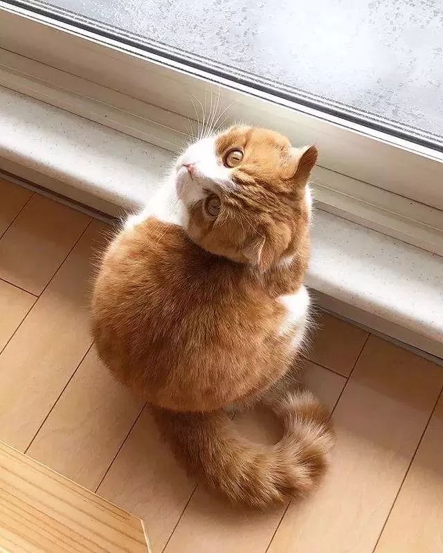 背影杀手小橘猫!这只"橘肥圆"的身影实在太迷人!