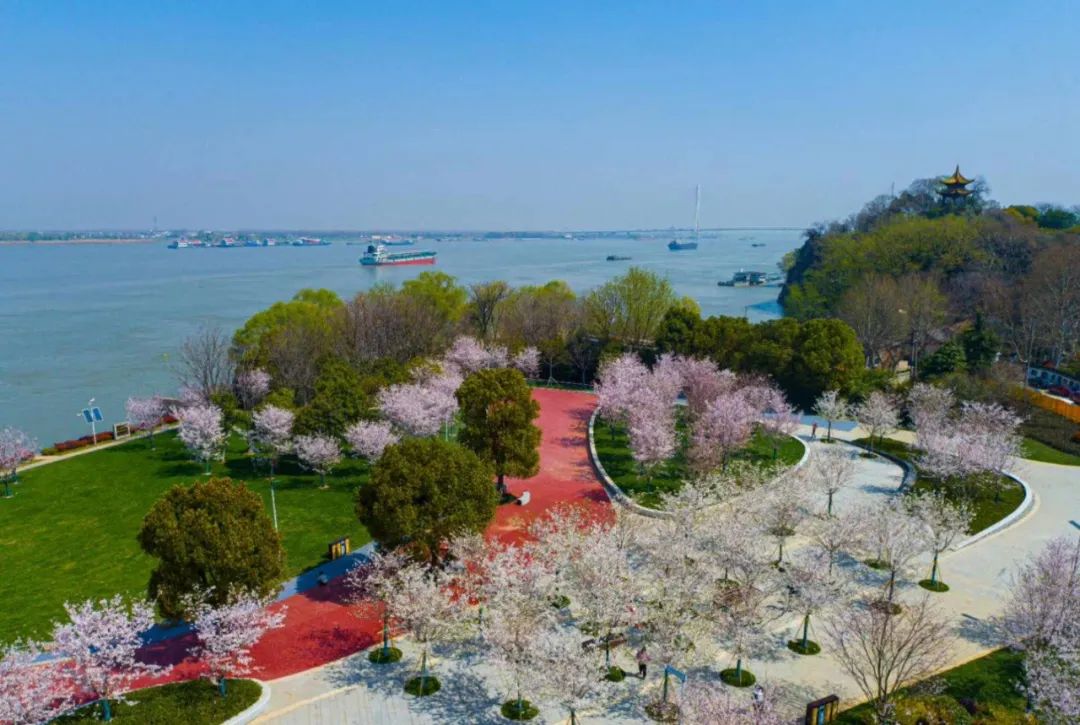 大江,大片樱花林的"大气"种植的长度和樱花数量均为南京之最种植了43