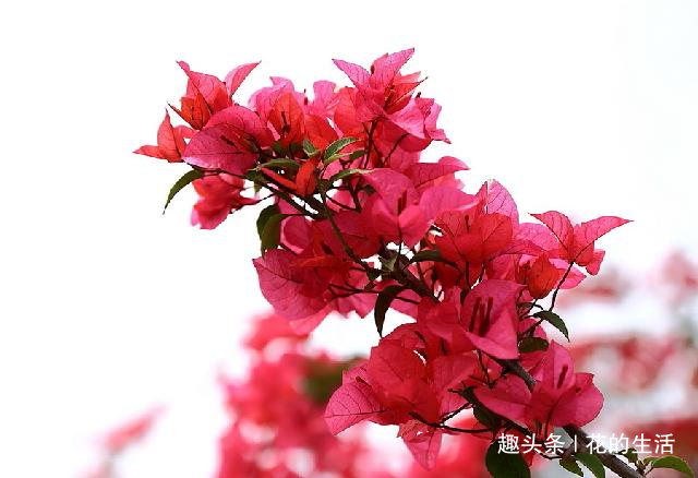 精品三角梅花卉 d44131b19f0b47dfa6c82601f8cb7706.png