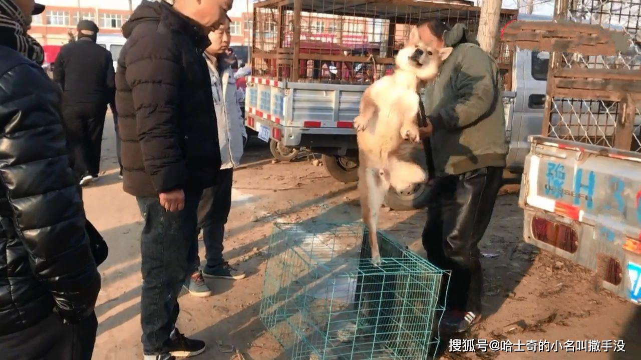 这么大只的柴犬被送上了狗肉车本来觉得可怜问了原因表示理解