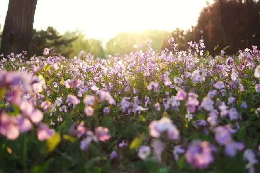 花开时节想见你我的大学