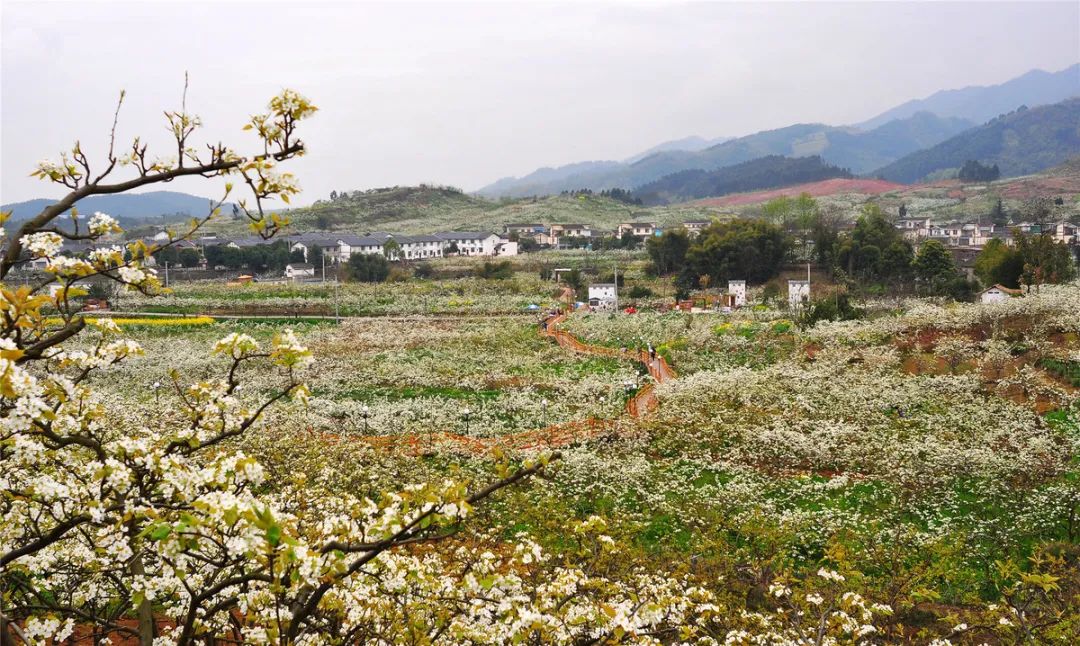 此行,我们一边徒步行走在山间小道上,一边游览葛仙山的一片梨花风景.