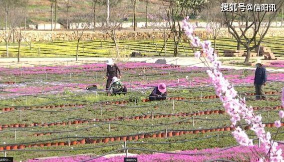 信阳平桥彭家湾乡人口_信阳彭家湾植物园名称