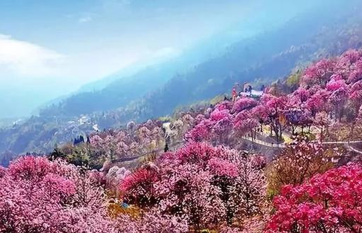 当然是四川绵阳九皇山花溪景!花溪景是全国闻名的辛夷花观赏地.