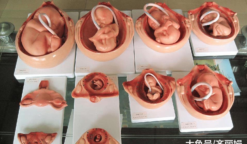胎儿发育到分娩全过程:怀孕4周至40周过程图解