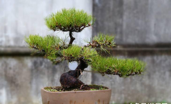 60秒知道:"黑松盆景"如何养护?_修剪