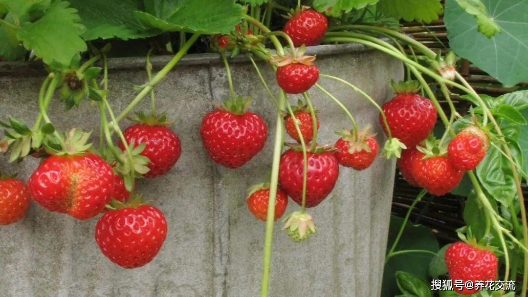 家里种草莓怎么不让虫吃