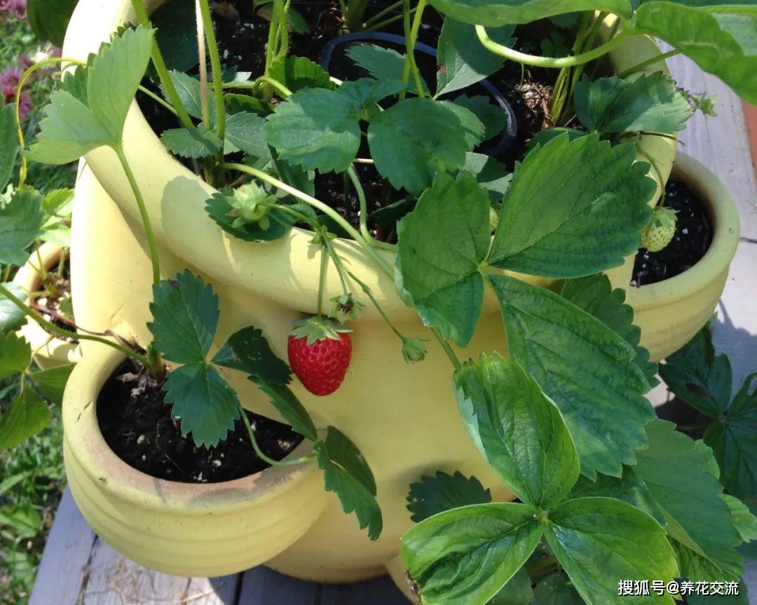 家里种草莓怎么不让虫吃