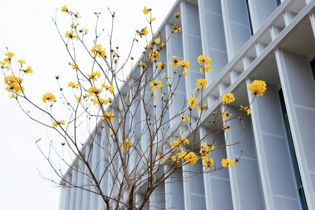 「校园」大学的花都开了,我却还没上学呀春意正浓