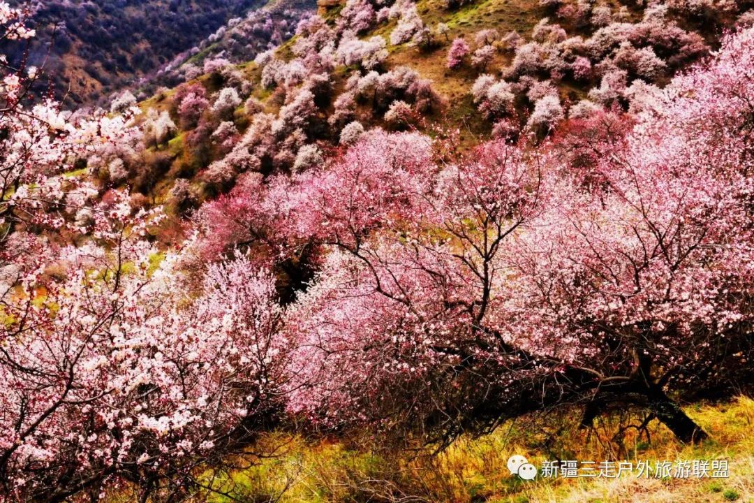 2020年清明节伊犁吐尔根大西沟原始杏花林火车硬卧 suv小车团两日三晚