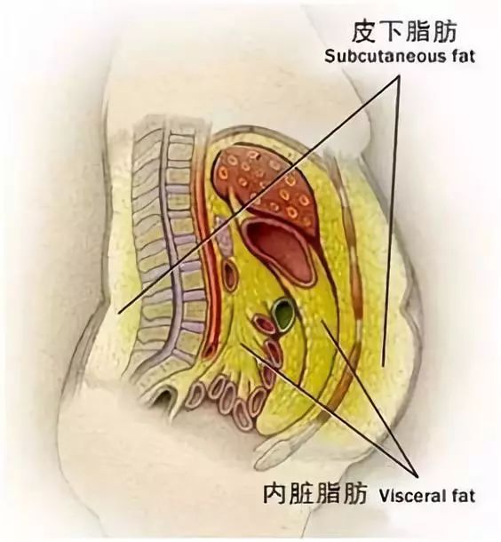 但在减肥过程中,要补充优质蛋白以此来紧致皮肤,以免减肥后皮肤松弛.