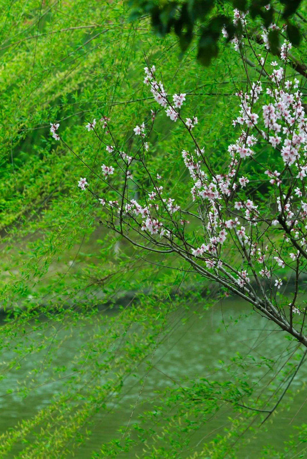 春色满城,南通的桃花也开好了!_乡野