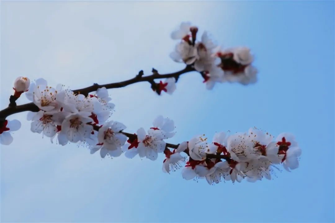 花枝什么颤成语_花枝鼠