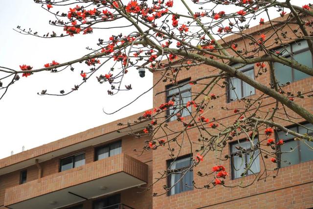 「校园」大学的花都开了，我却还没上学呀春意正浓