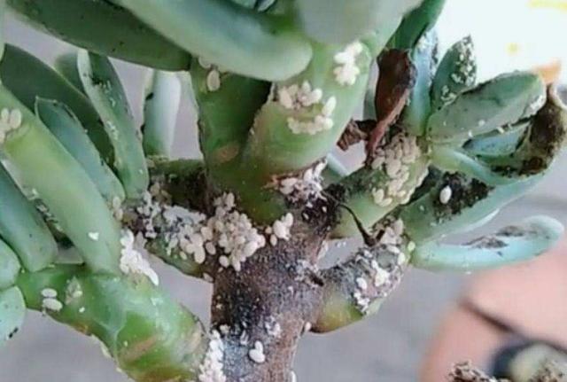 多肉怎么长出枝条呢 23378ca3f45a46a8afa3e8d12ad0847c.jpeg