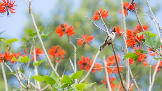 「校园」大学的花都开了，我却还没上学呀春意正浓