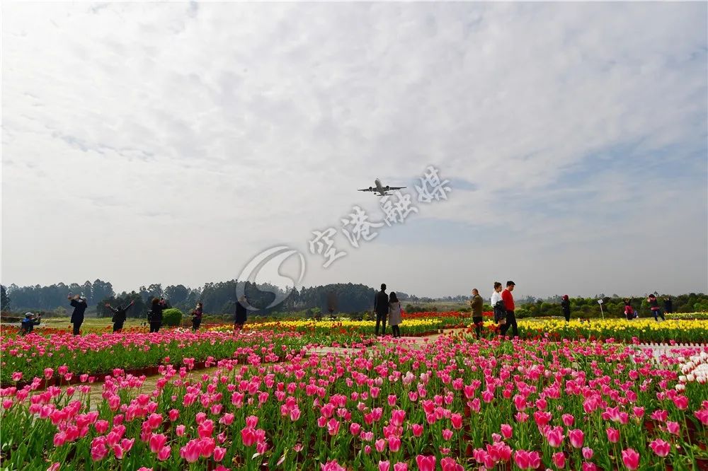 争芳斗艳 在彭镇临江村 蜿蜒曲折的步道巧妙串联起各个桃园 空港花田