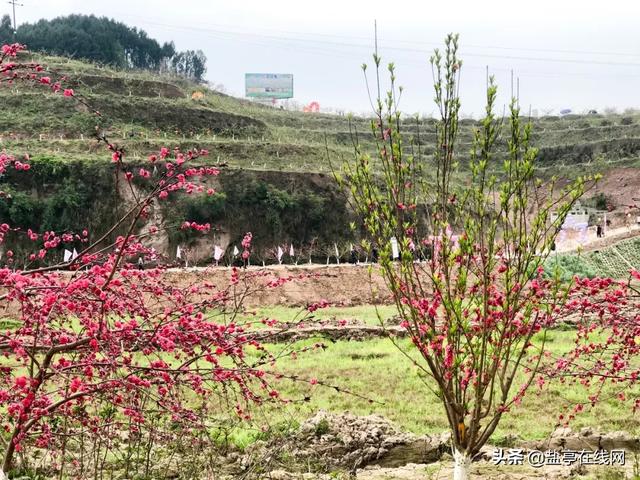 盐亭花果嫘乡第二届桃花节盛大开幕现场热闹非凡