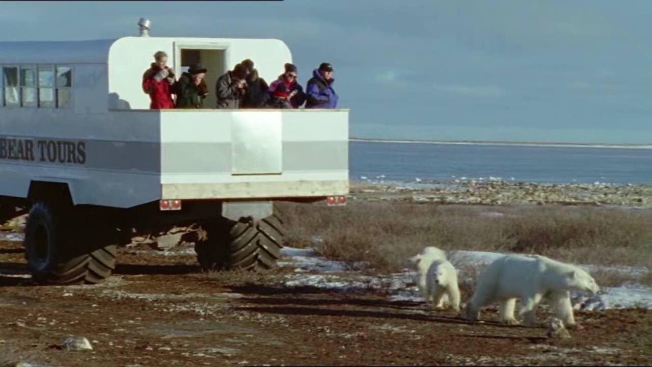 “囚犯”北极熊：冰雪消融时，何处可为家？ 