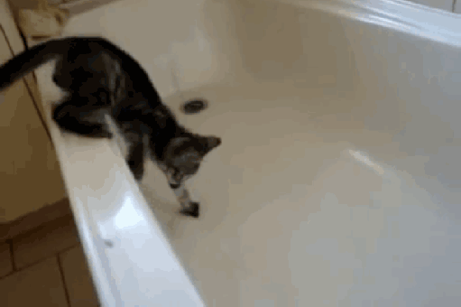 应激过度可致死,猫咪出现应激反应怎么办?