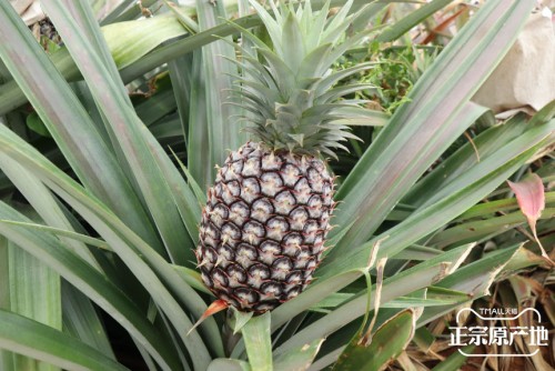 凤梨要怎么种植 4033de90ab2147109810e17c92a98ebf.jpeg