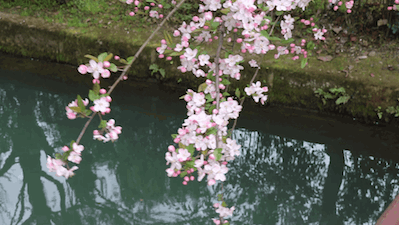 这个地方靠近湖,清晨起风,花枝就那么在湖面上微微颤抖.