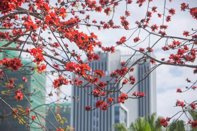 「校园」大学的花都开了，我却还没上学呀春意正浓