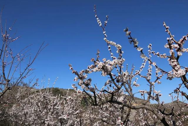 十里春风路,别样黄石梁—最美的季节来曹范赏花_杏花